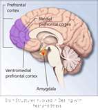 Acupuncture for Anxiety Disorders