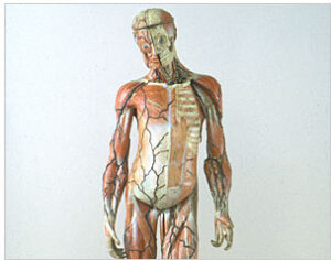 Acupuncture for Chronic Illness and Pain